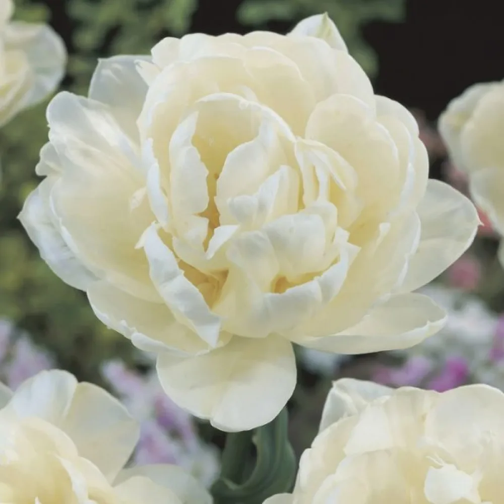 Tulipán Mount Tacoma (biely)