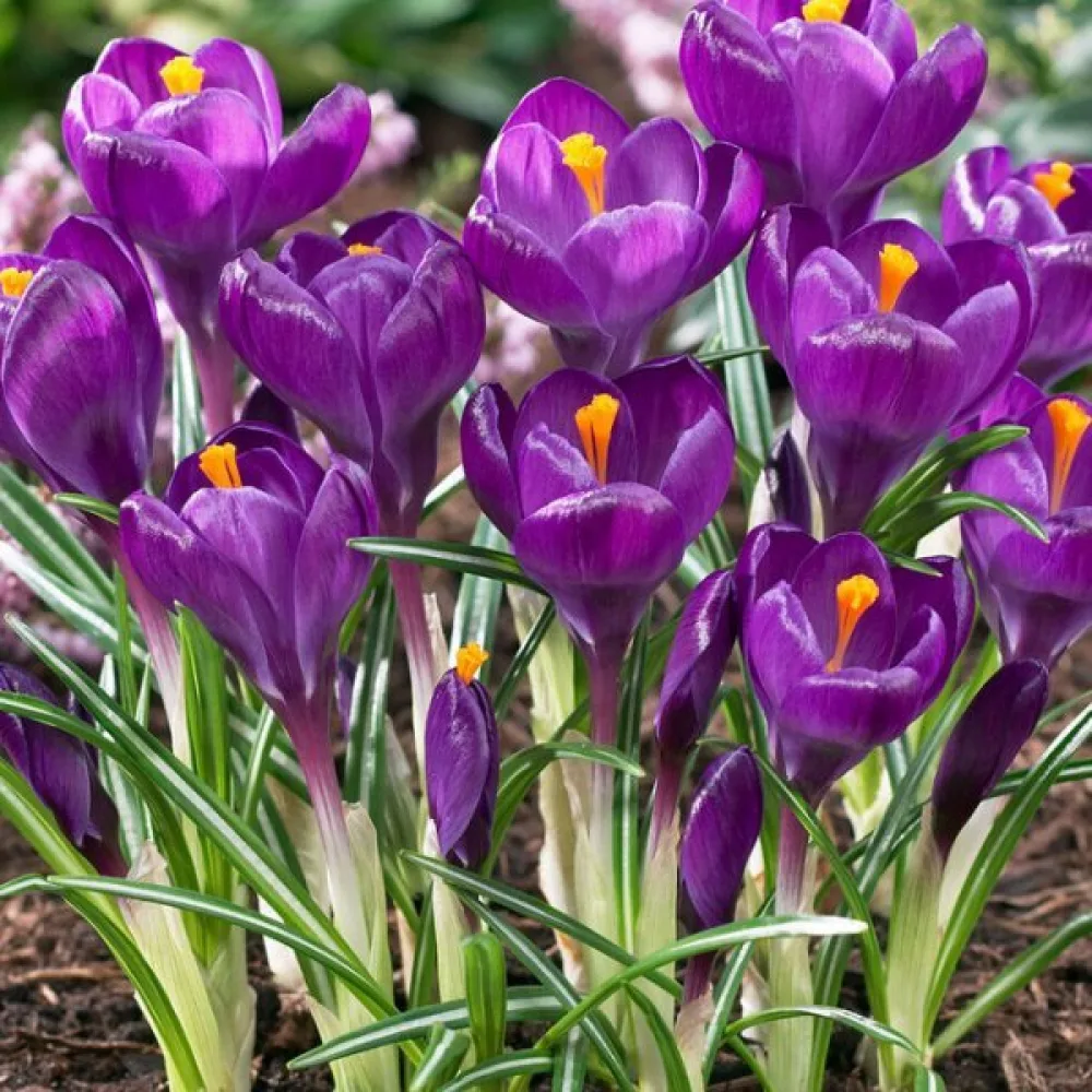 Krókus Flower Record (fialový)