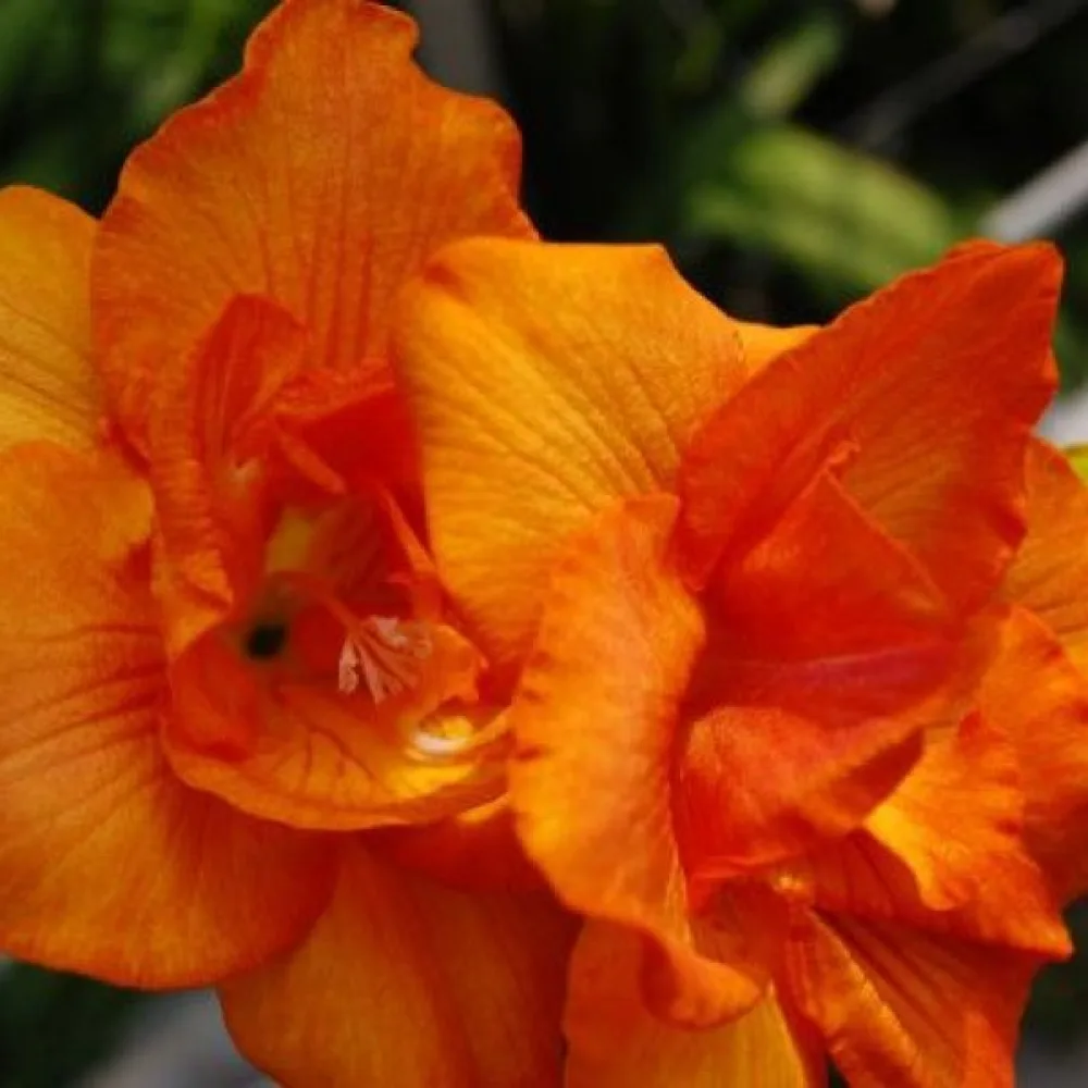 Frézia Double Orange