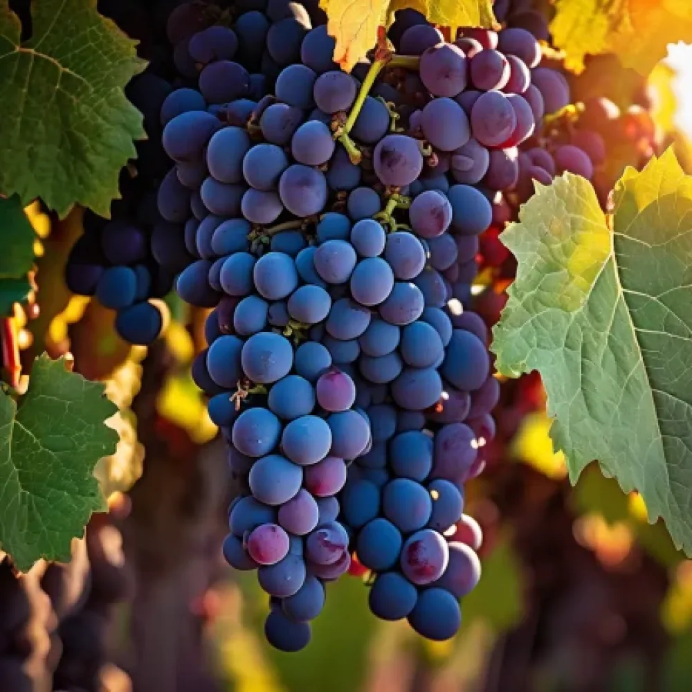 Vinič Cabernet Franc – červená muštová odroda, stredne neskorá