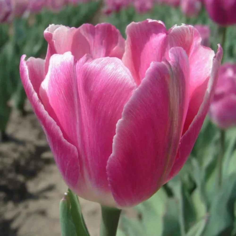 Tulipán Jumbo pink (ružový)