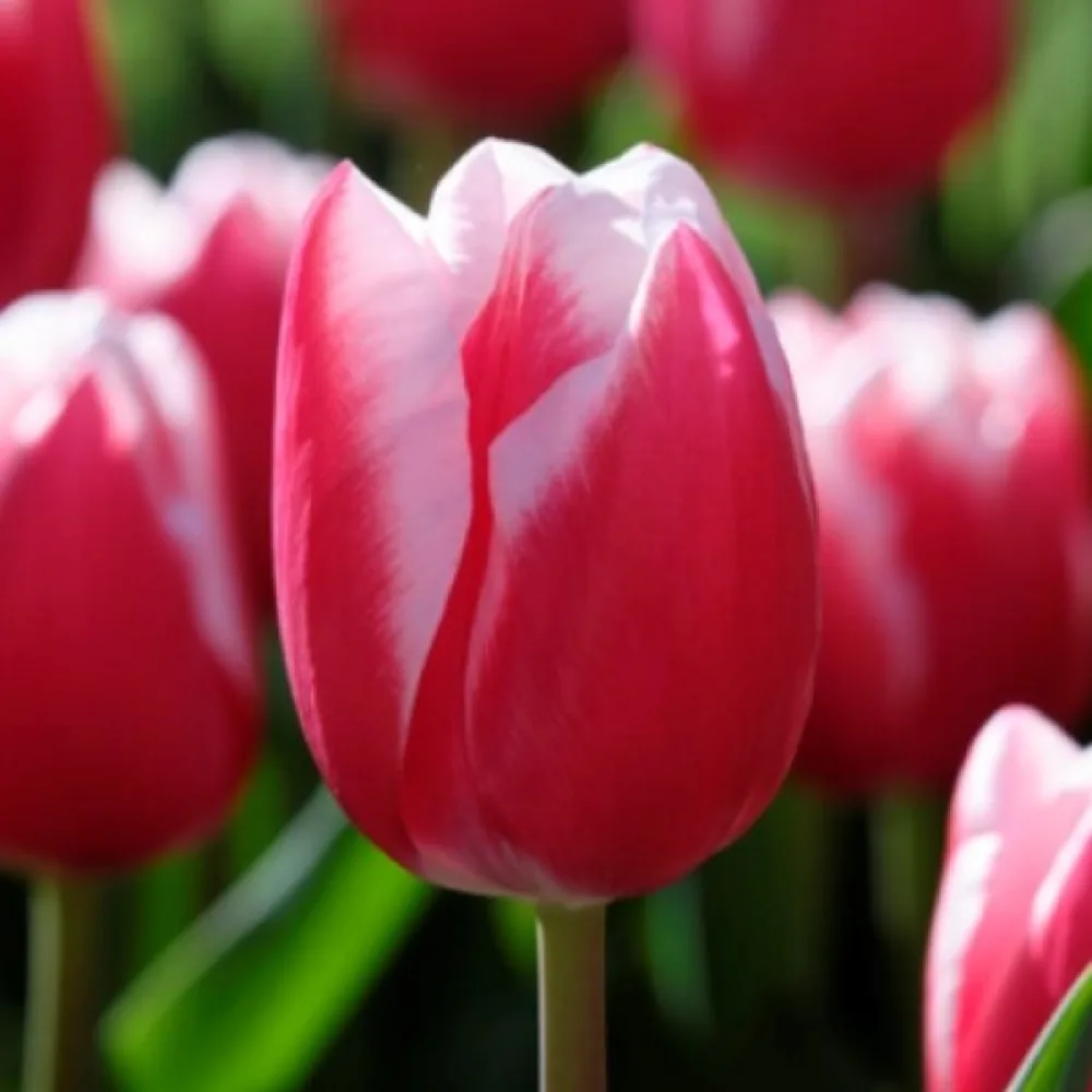 Tulipán Leen Van Der Mark (červeno-biely)
