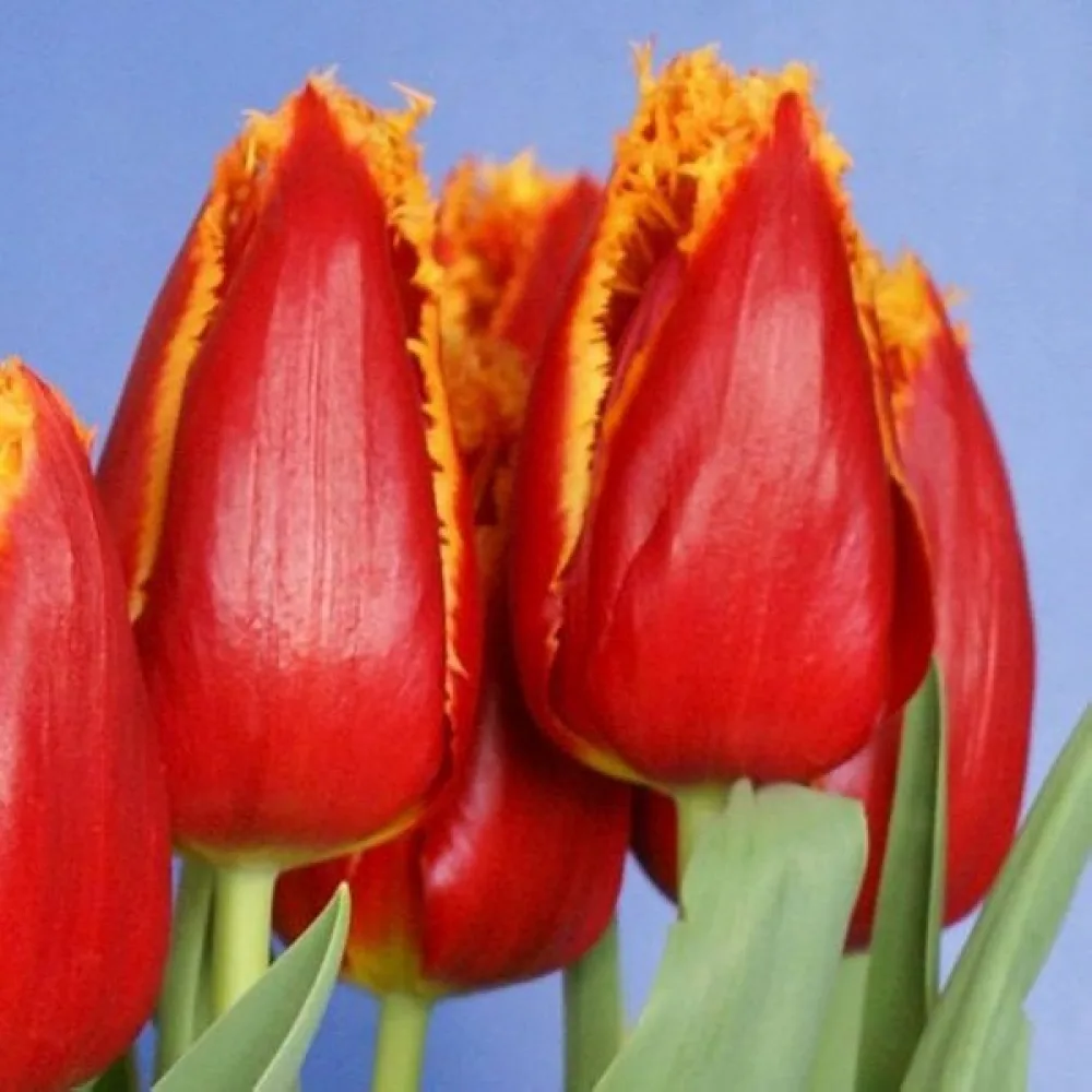 Tulipán Fabio (žltý)