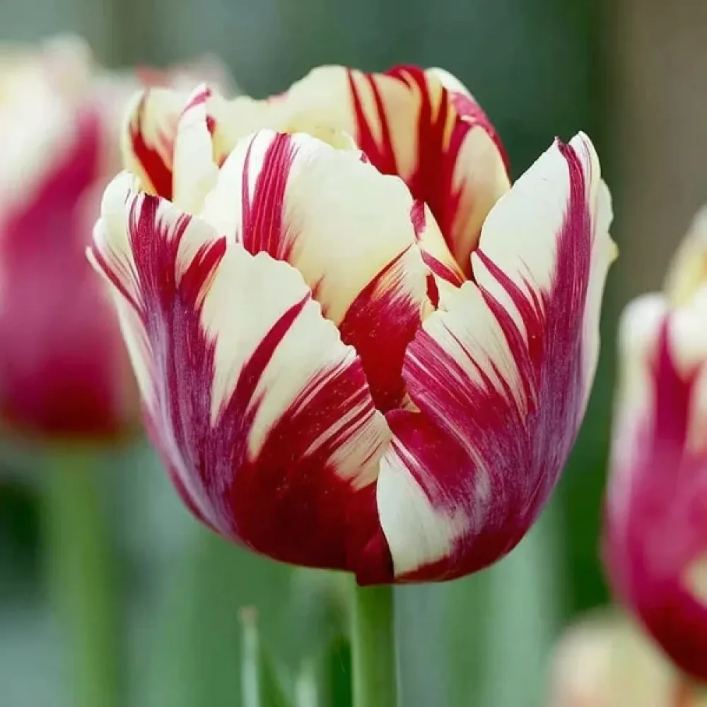 Tulipán Grand Perfection (pestrý)