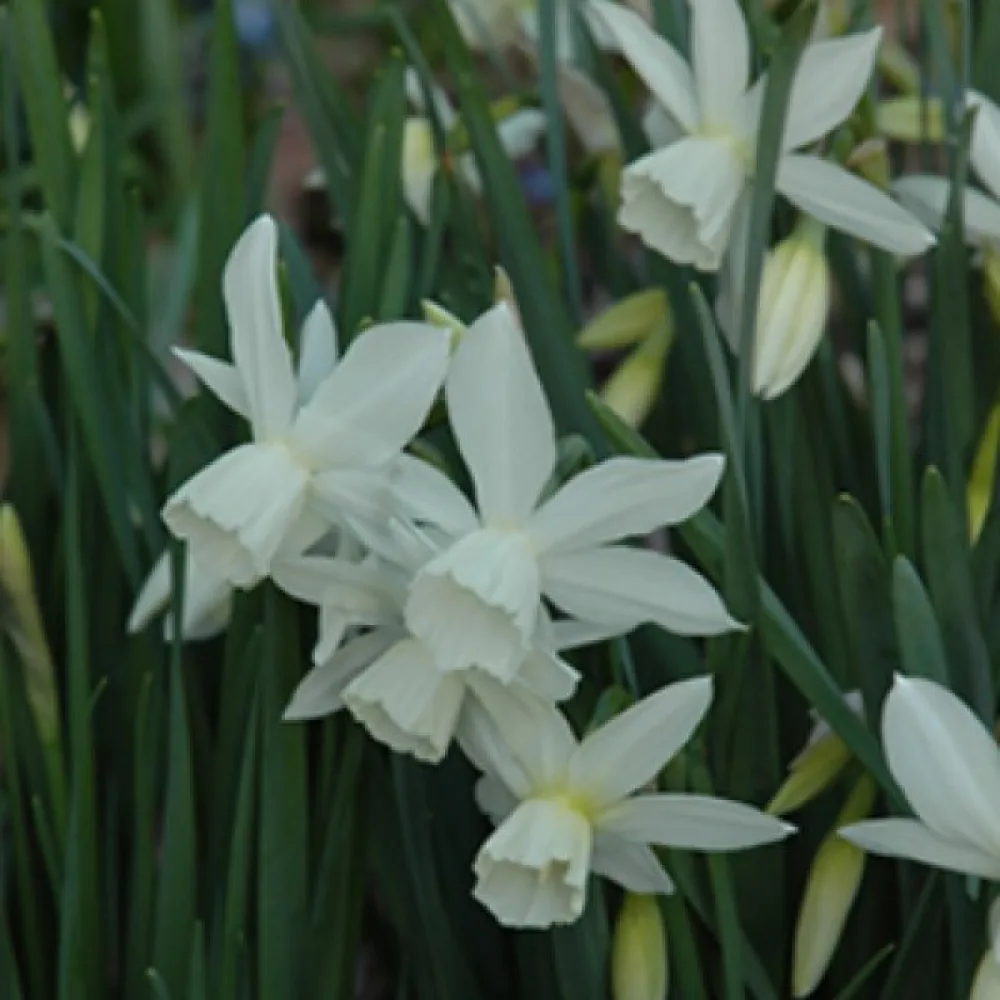 Narcis Tresamble