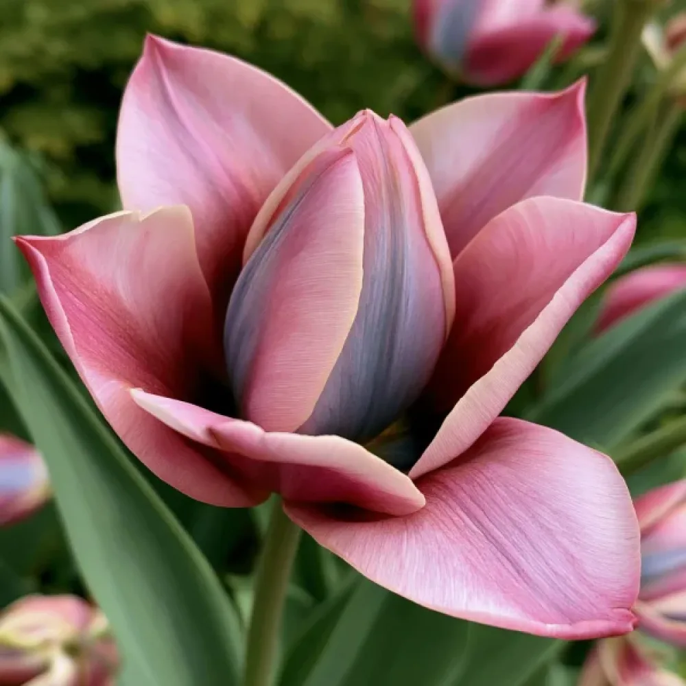 Tulipán Danique (ružový)