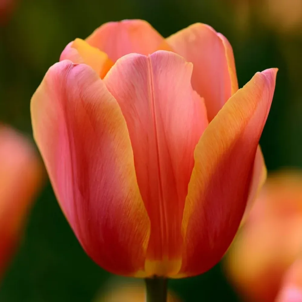 Tulipán Lucca (zlatý)