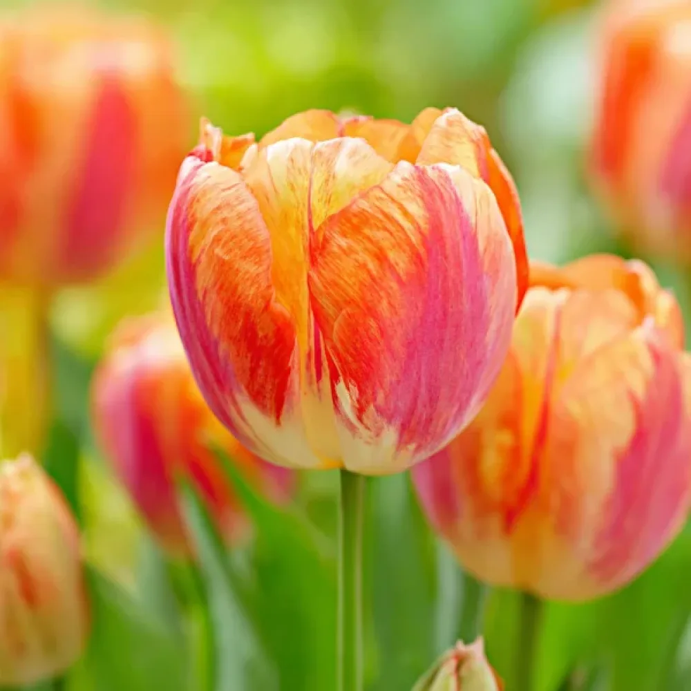 Tulipán Tasmania (oranžový)
