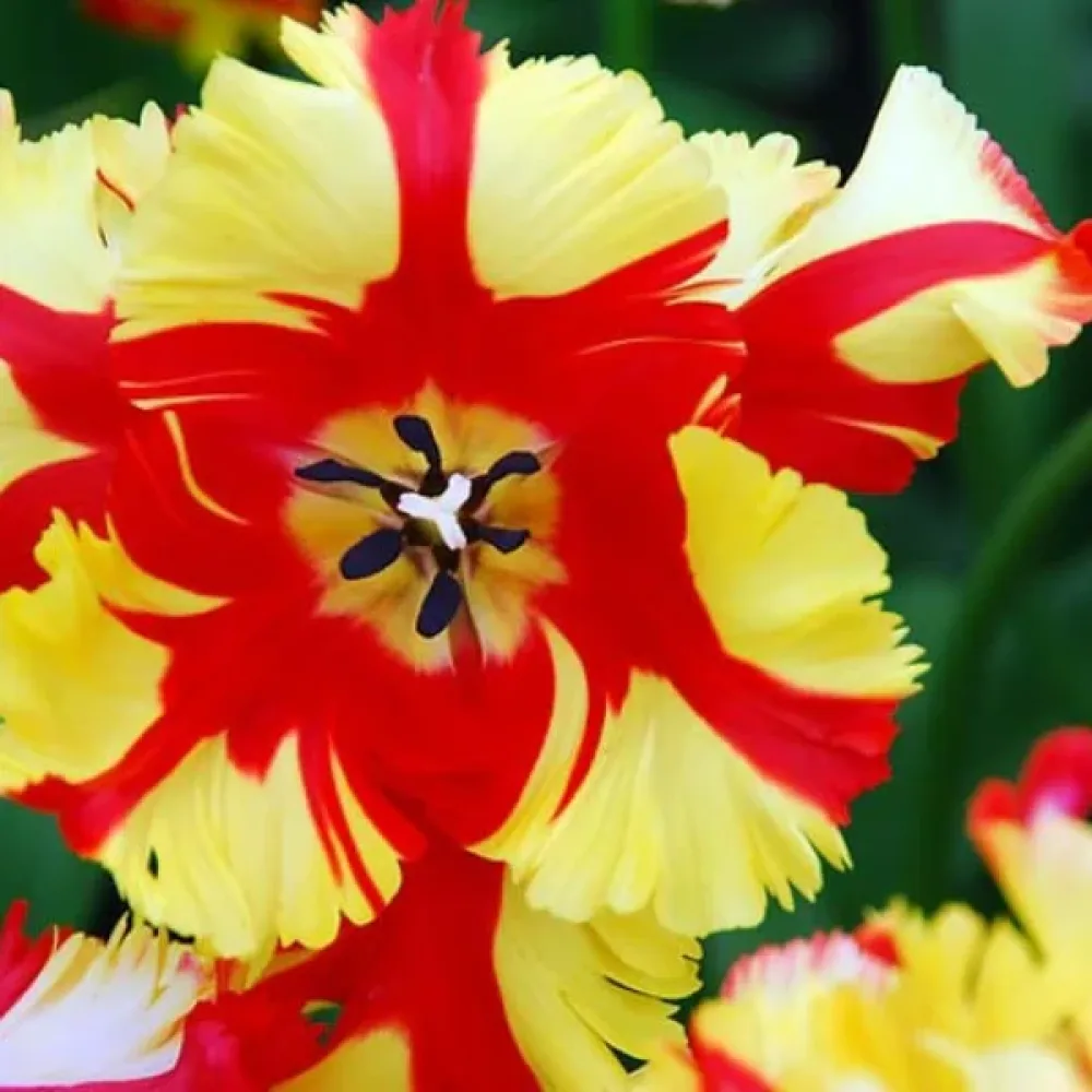 Tulipán Flaming Parrot (ohnivý)