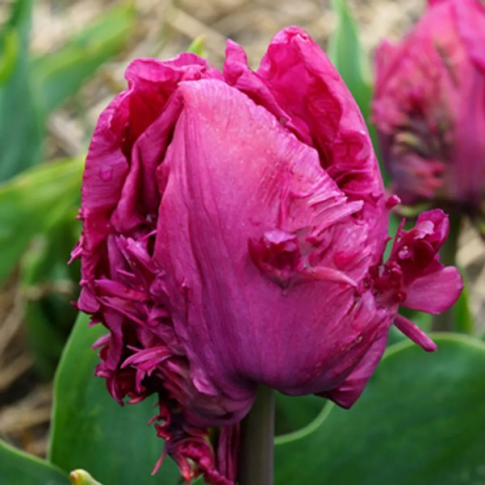 Tulipán Parrot prince (červený papagájový)
