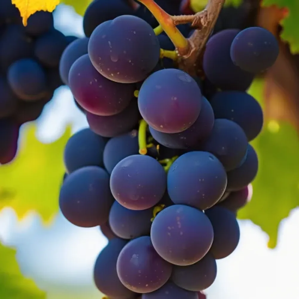 Vinič odroda Pinot noir, červená muštová - skoro dozrievajúca