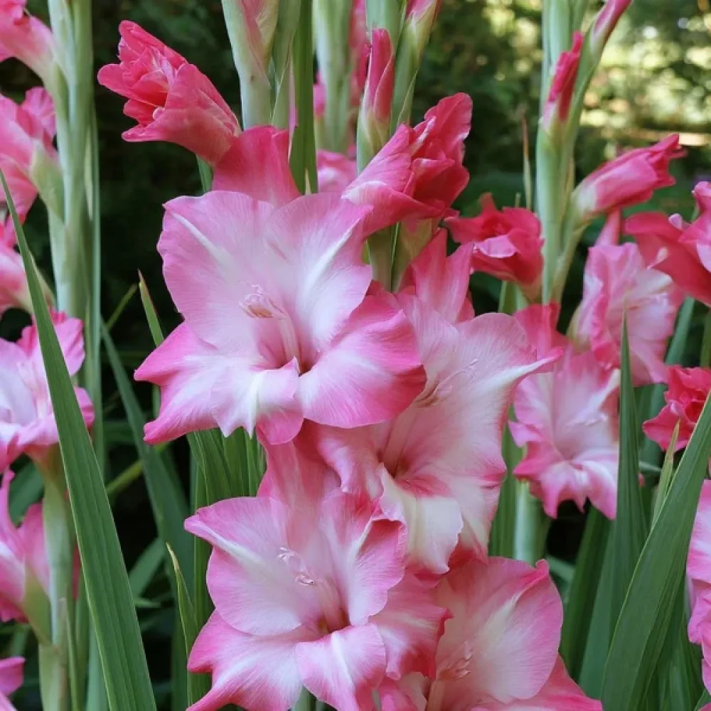 Gladiola Elvira Nanus (červená)