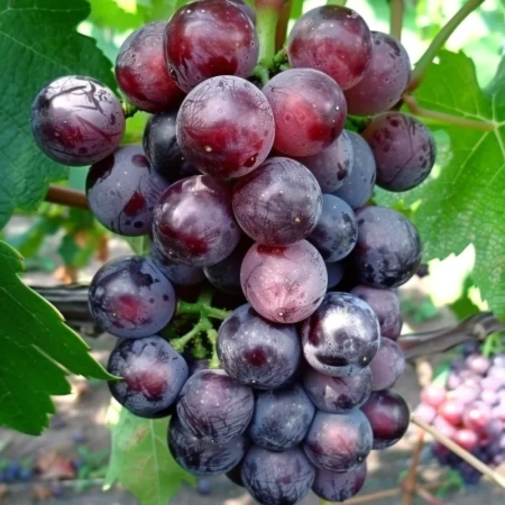 Vinič odroda Rusalka 3 - bezsemenná stolová odroda hrozna