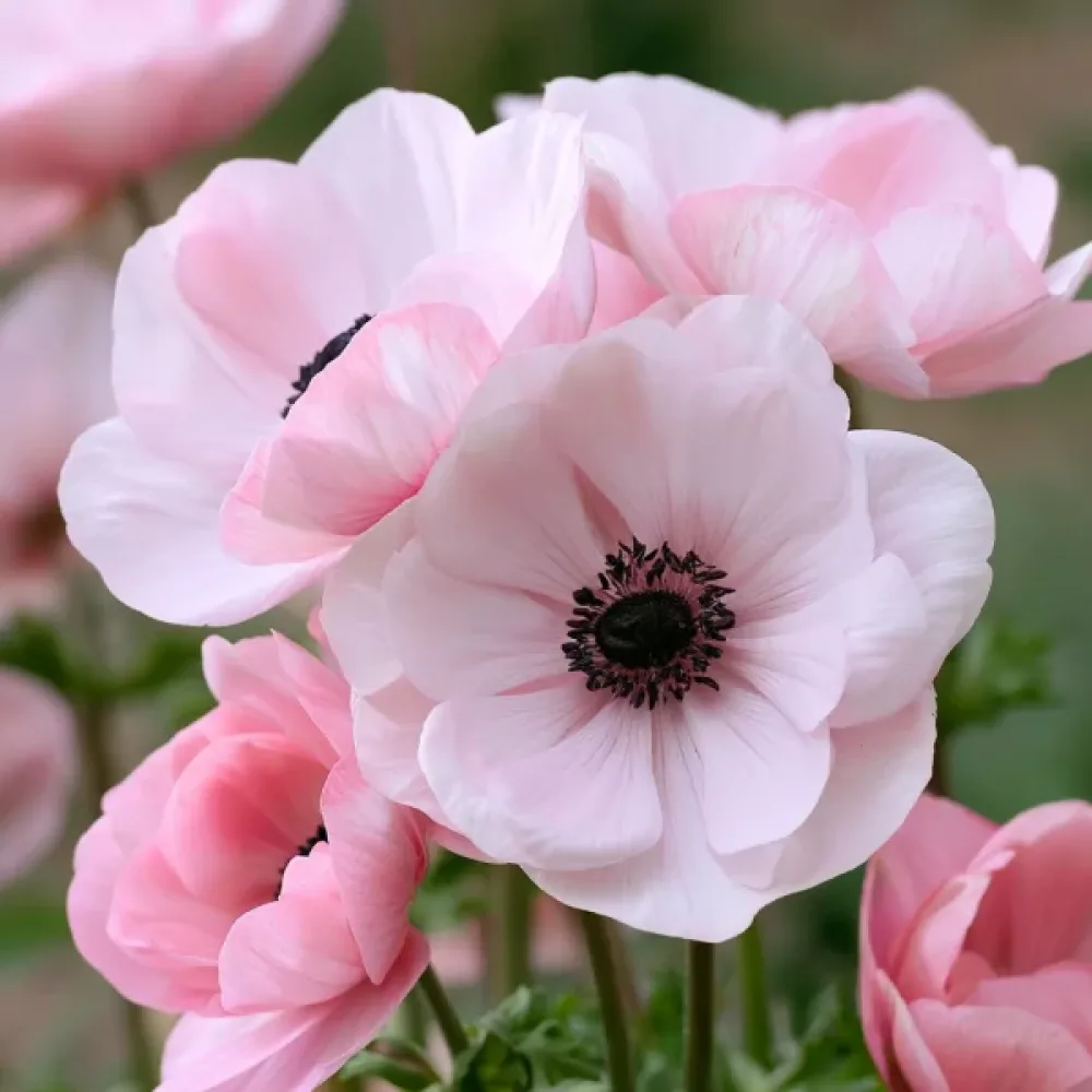 Sasanka Mistral Rosa Chiaro (ružová)