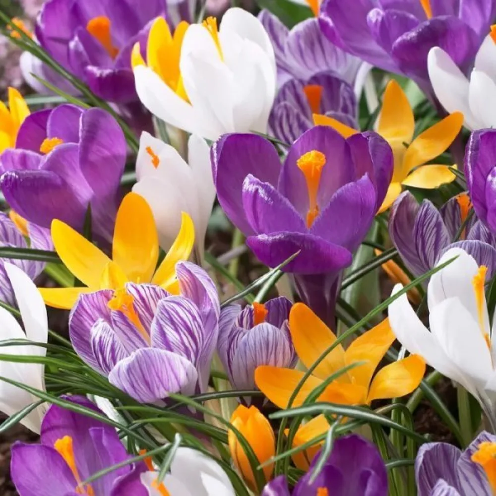 Krókus large flowering mix (veľkokvetá zmes)