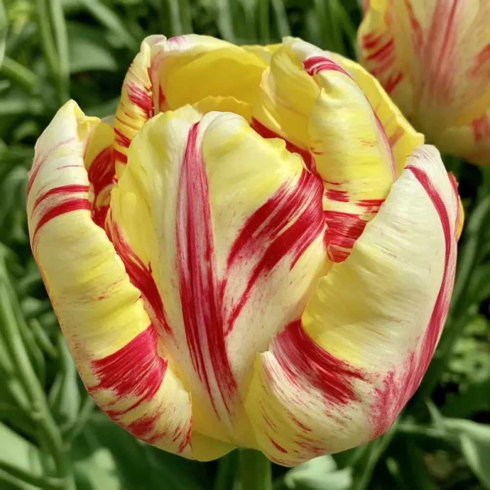 Tulipán Wild Desire
