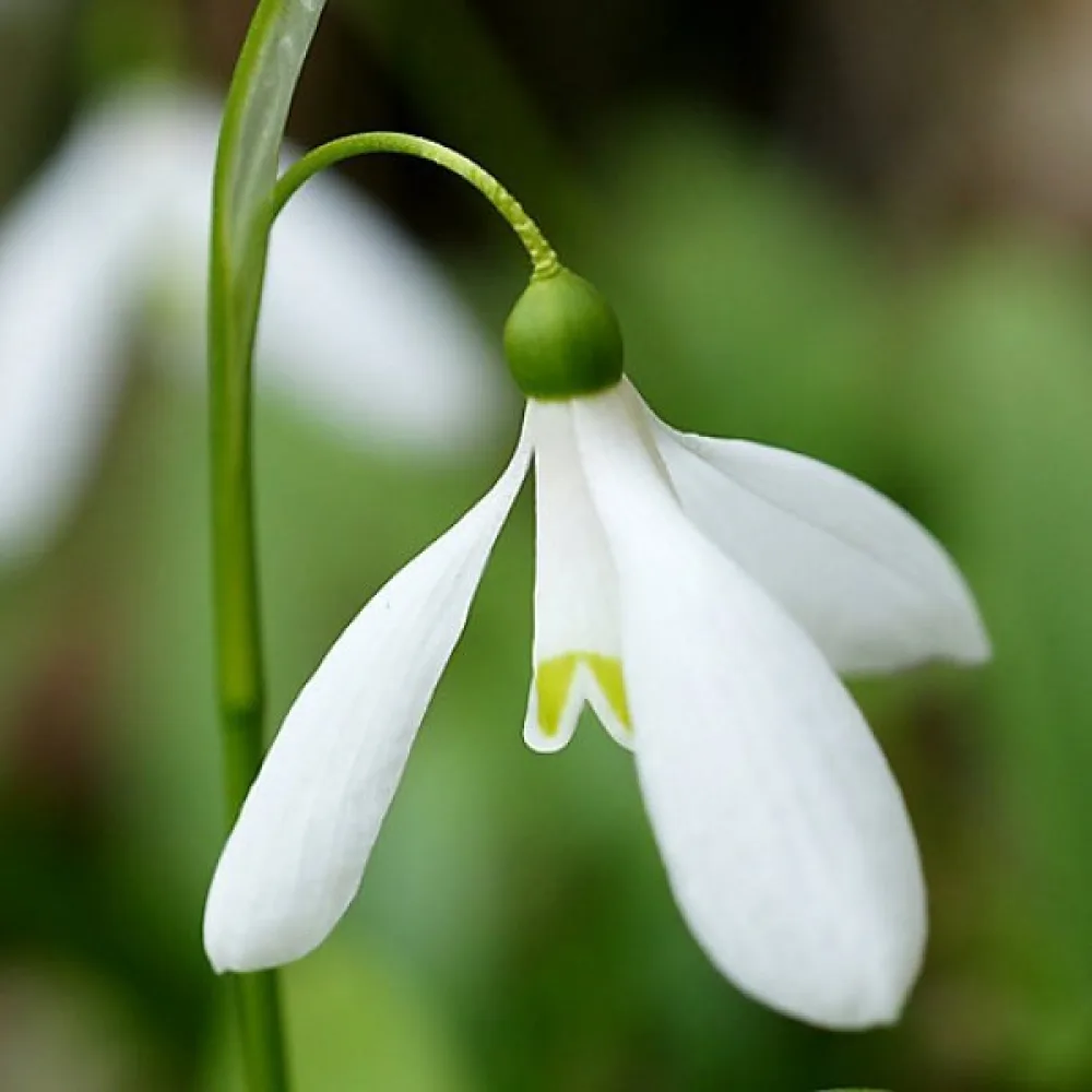 Snežienka Woronowii (biela)