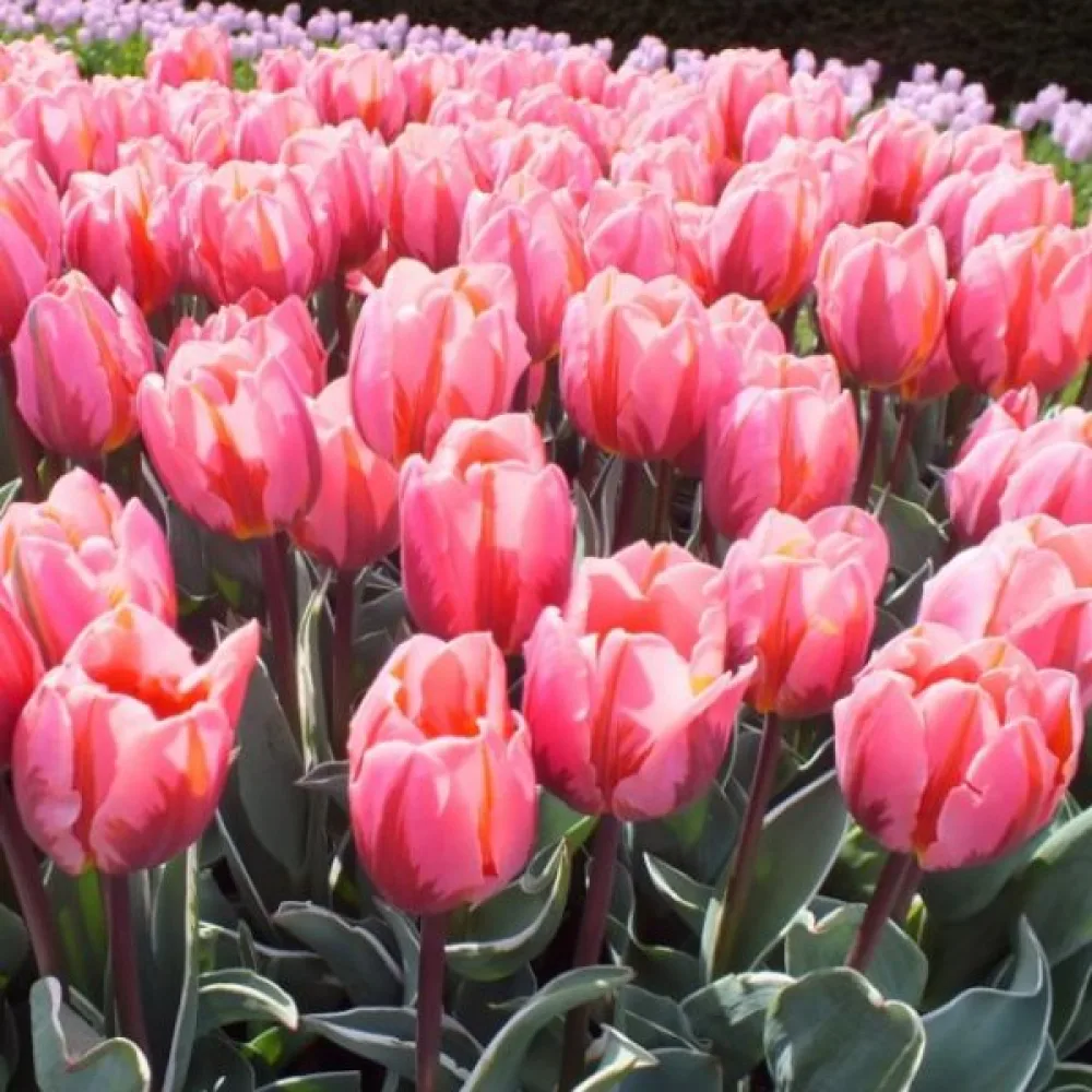 Tulipán Pretty Princess (fialový)