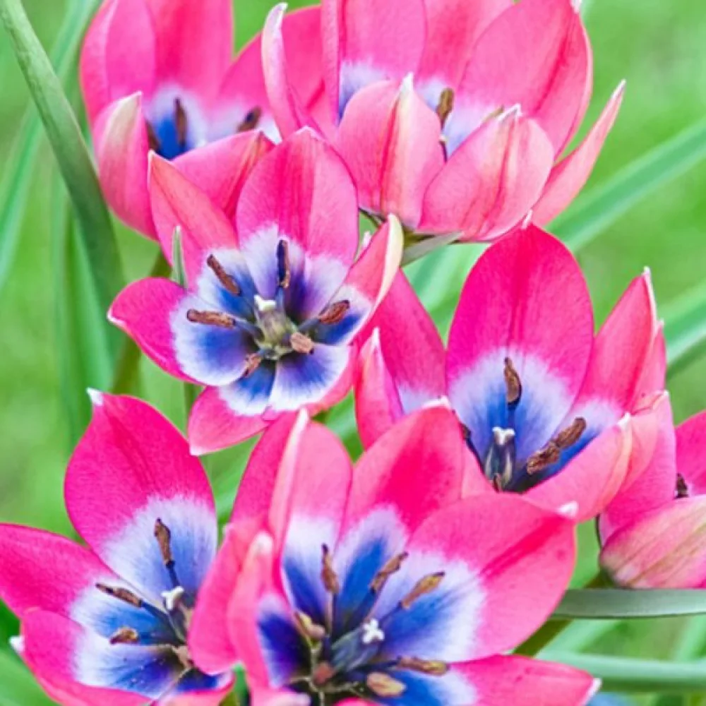 Tulipán Little Beauty