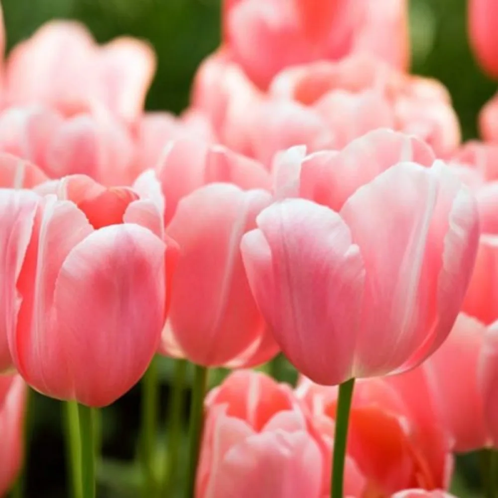 Tulipán Menton (ružový)
