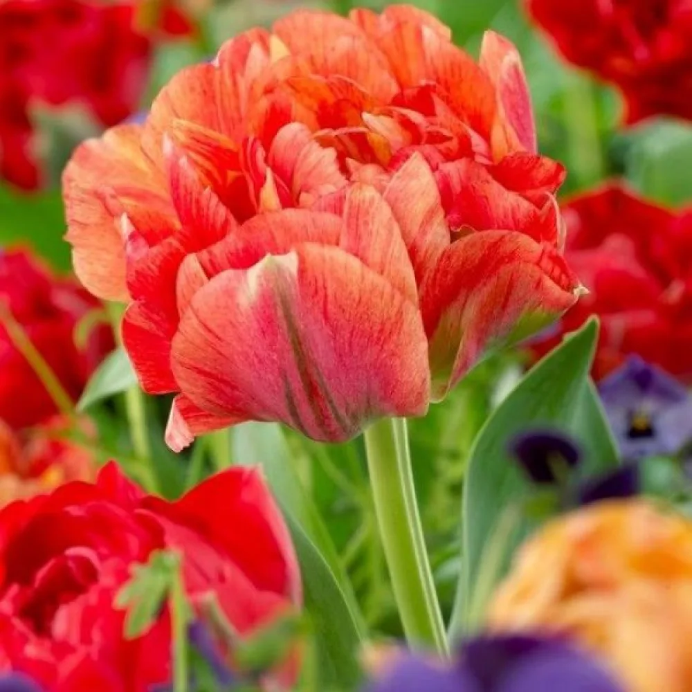 Tulipán Gudoshnik Double (broskyňový)