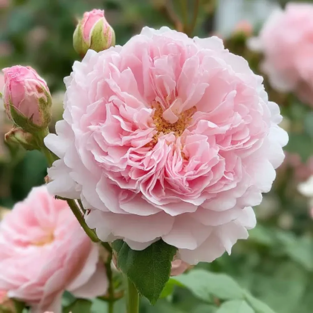 Ruža Svetlá tichá symfónia - voľnokorenná