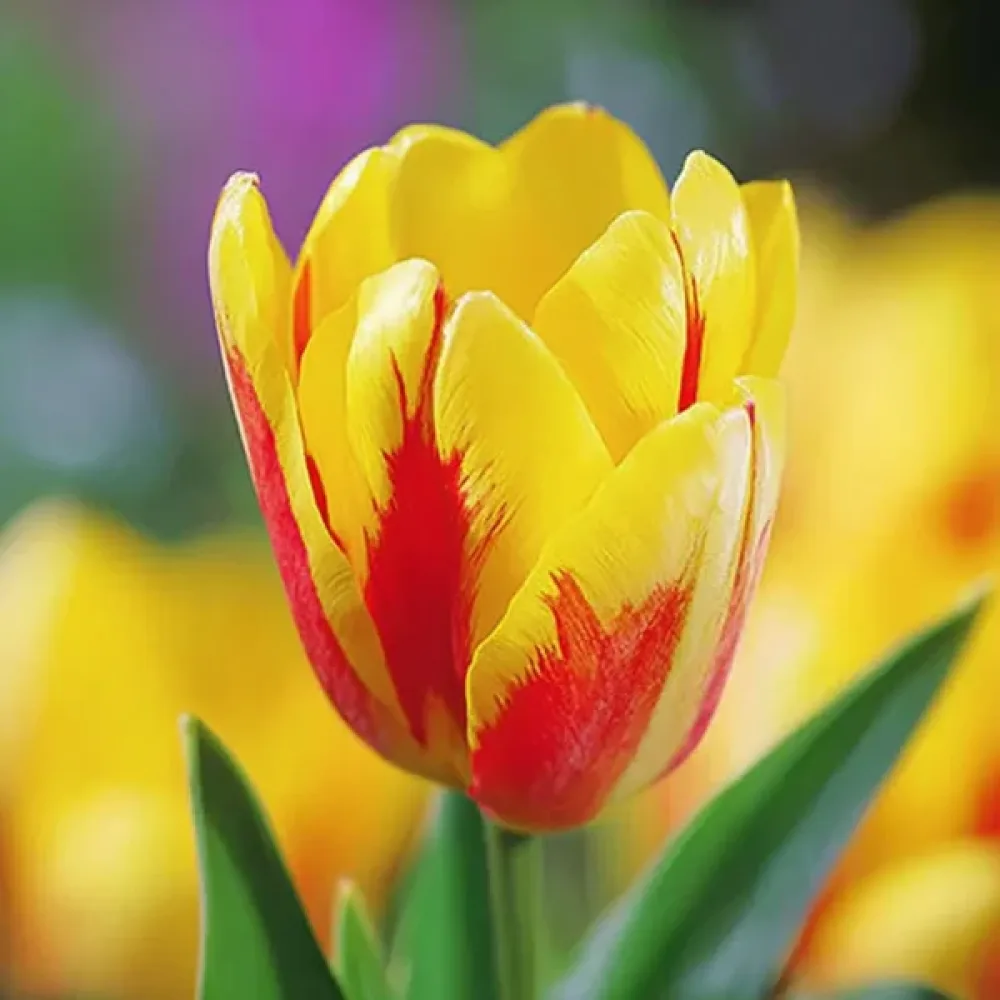 Tulipán Giuseppe Verdi (žltý)