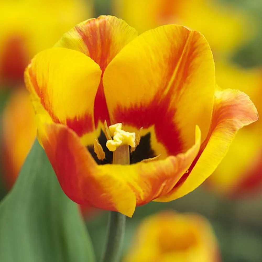 Tulipán Flair