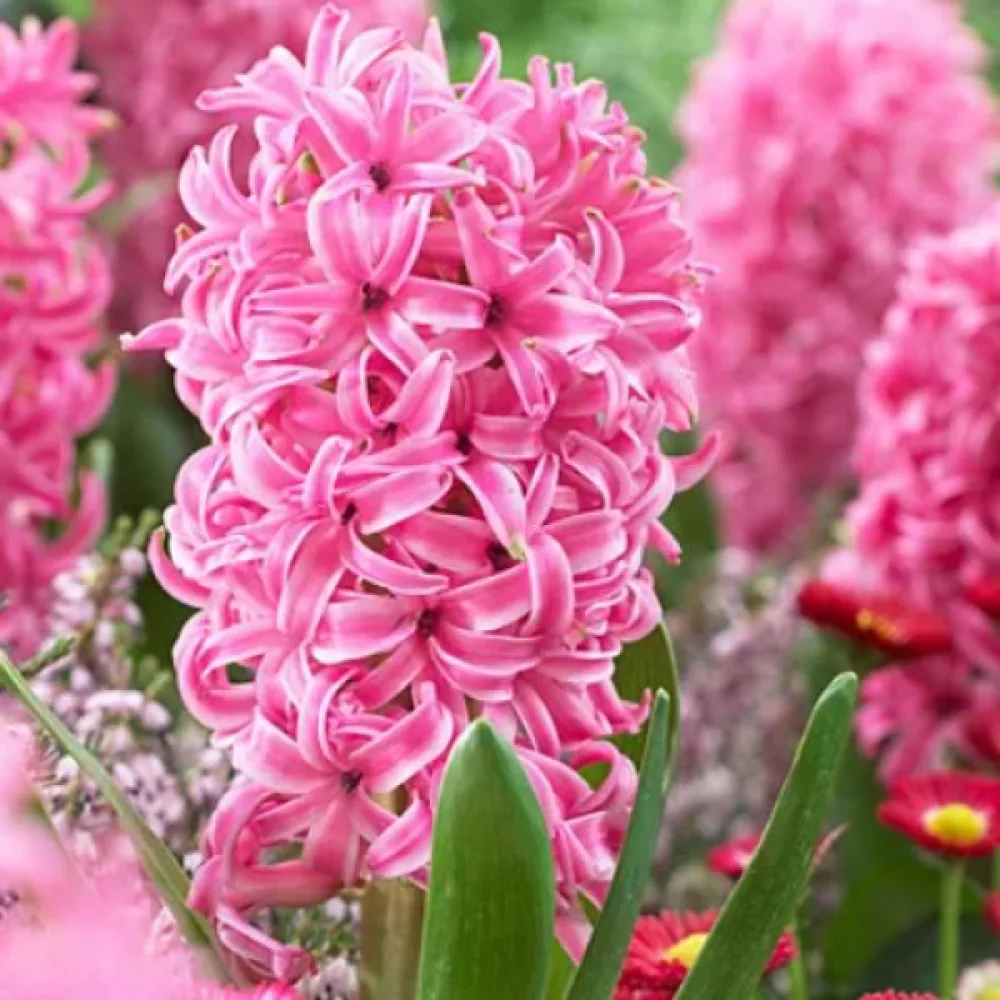 Hyacint Pink Pearl (ružový)