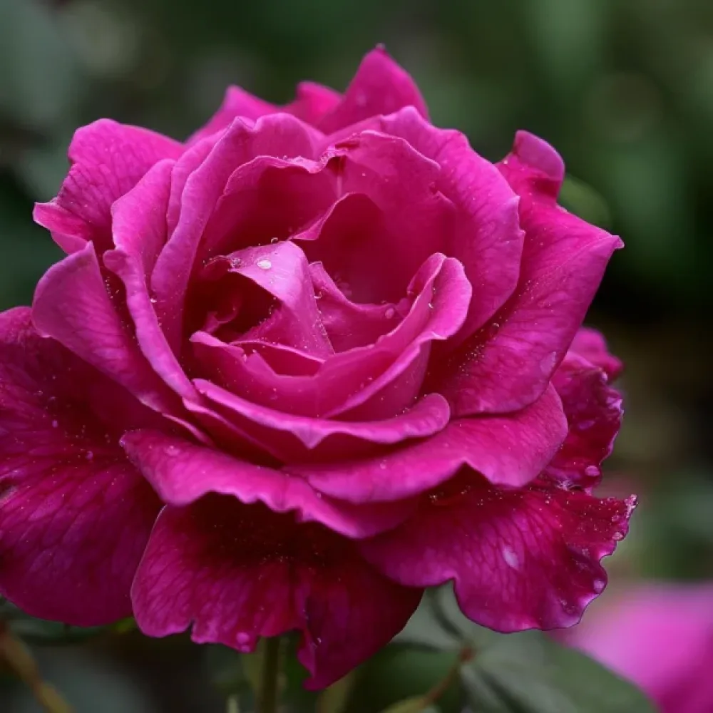 Ruža The Pink Princess