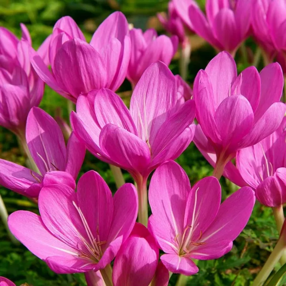 Jesienka Lilac Bedder (orgovánová)