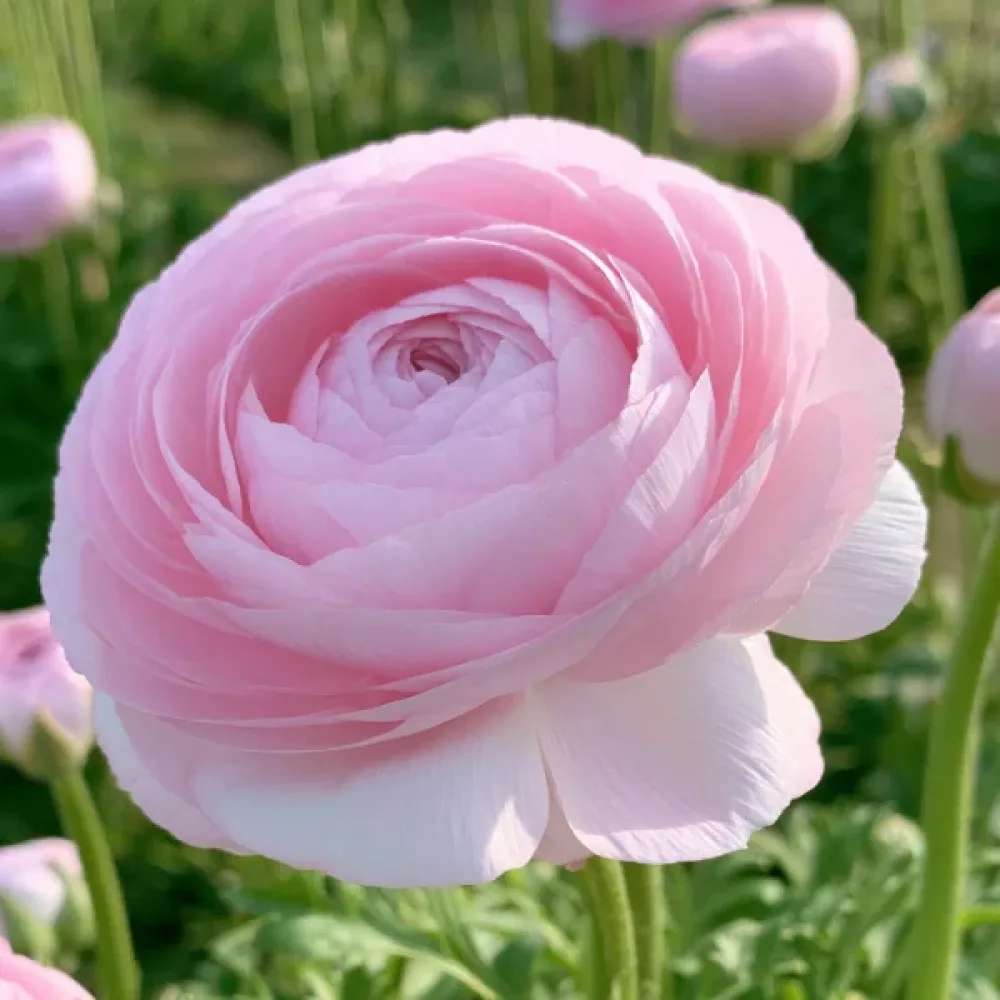 Iskerník Elegance Rosa Chiaro (svetloružový)
