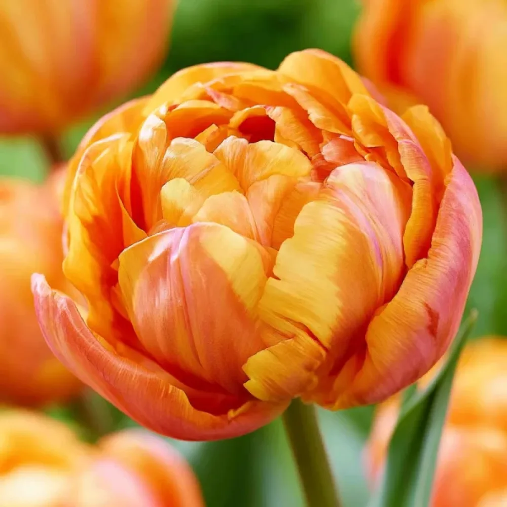 Tulipán Valdivia (oranžový)