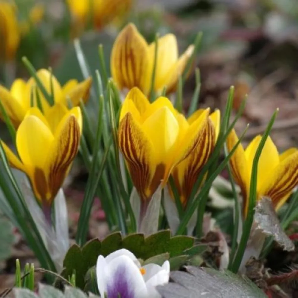 Krókus chrysanthus Fuscotinctus (žltý)
