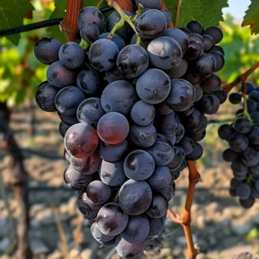 Vinič odroda Tangra - bezsemenná stolová odroda hrozna