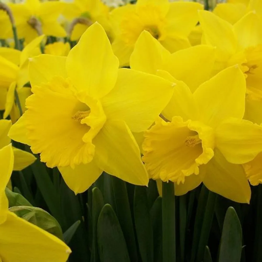 Narcis Saint Keverne (žltý)