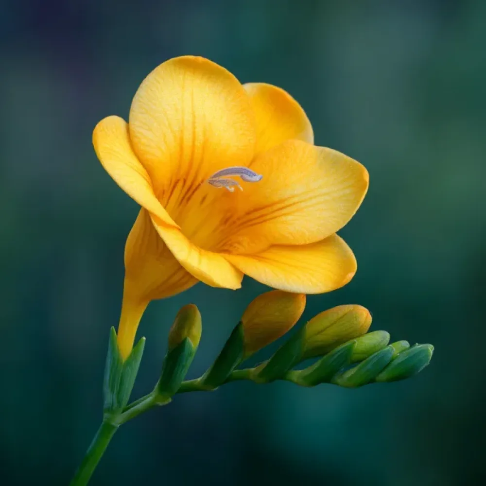 Frézia Yellow Single (žltá)