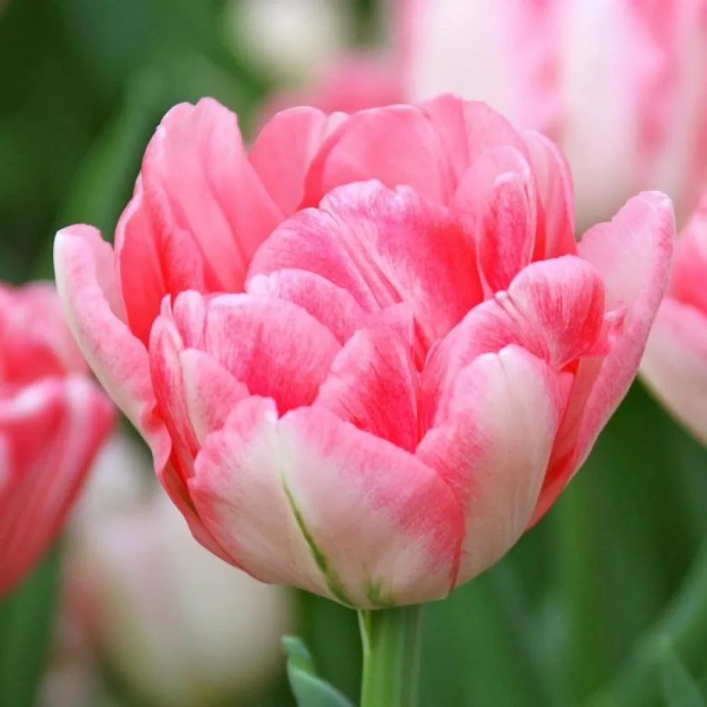 Tulipán Foxtrot (červený)