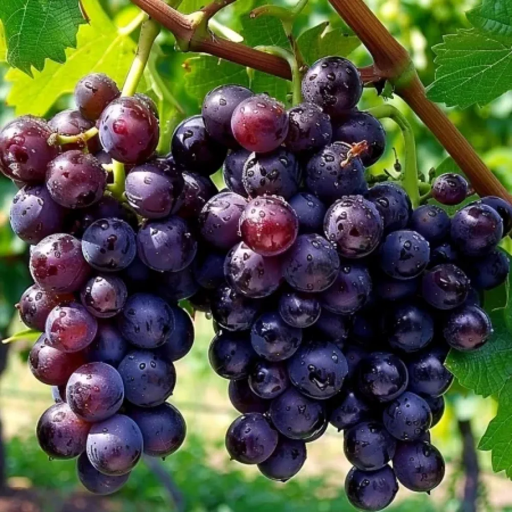 Vinič Siana - červená stolová odroda hrozna - neskoro dozrievajúca