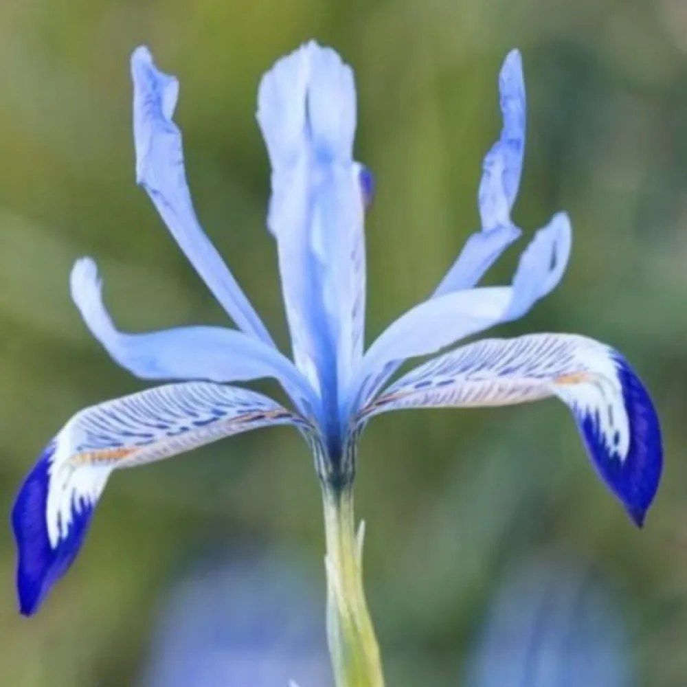 Kosatec Clairette Reticulata (ľadovo modrý)