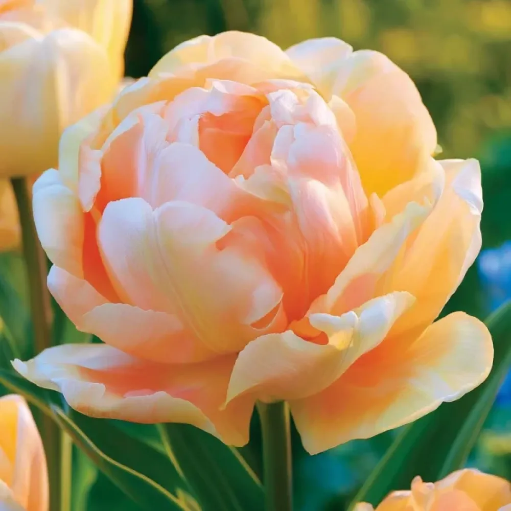Tulipán Charming Lady (oranžový)