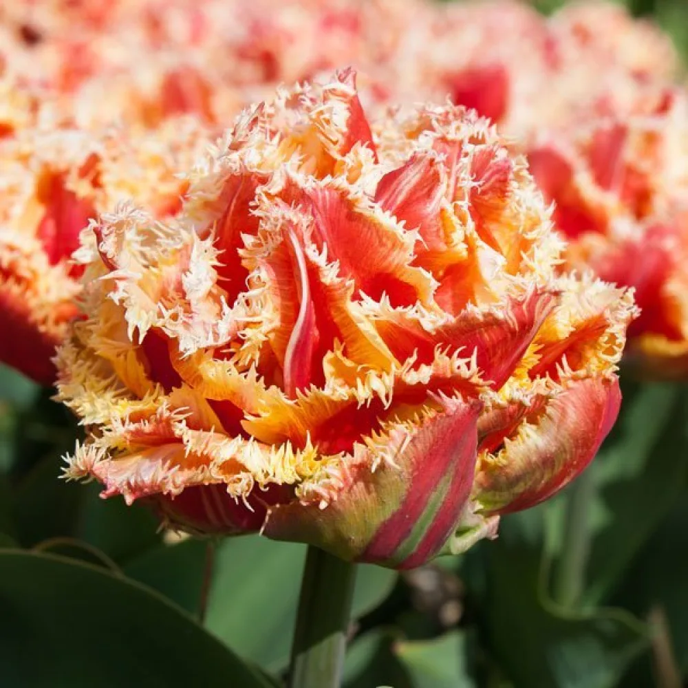 Tulipán Brisbane (červený)