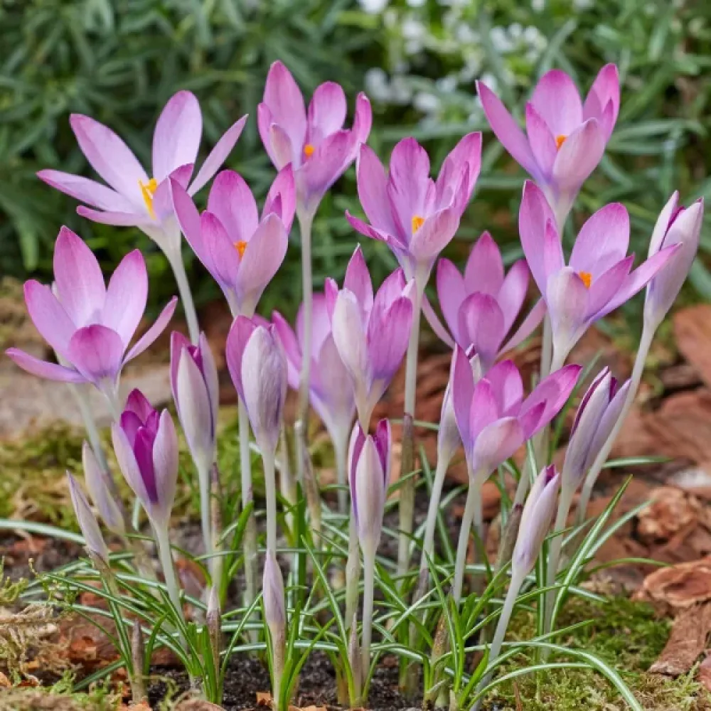 Šafran Roseus (ružový)